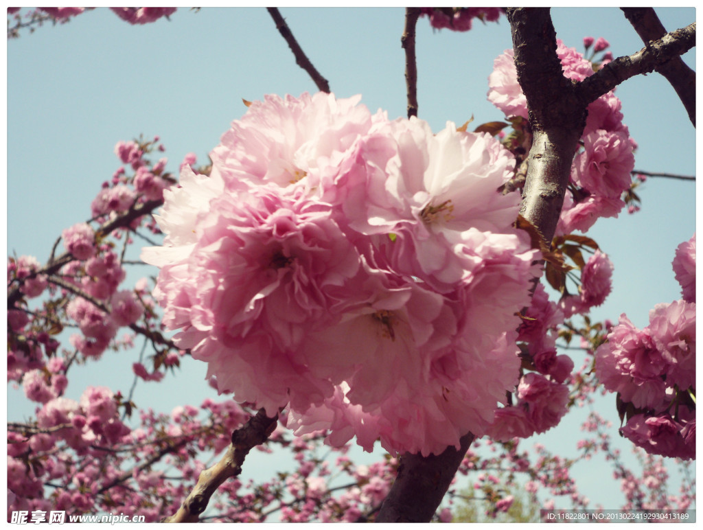 樱花