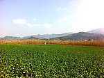 油麦田风景 乡村风景