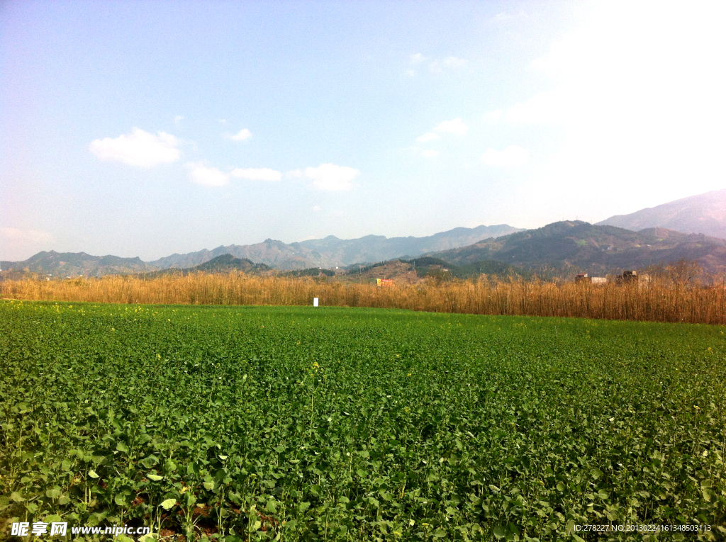 油麦田风景 乡村风景