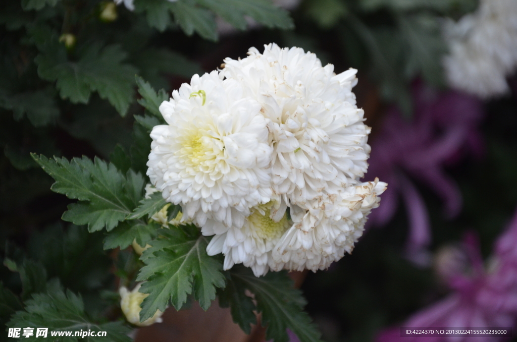 菊花