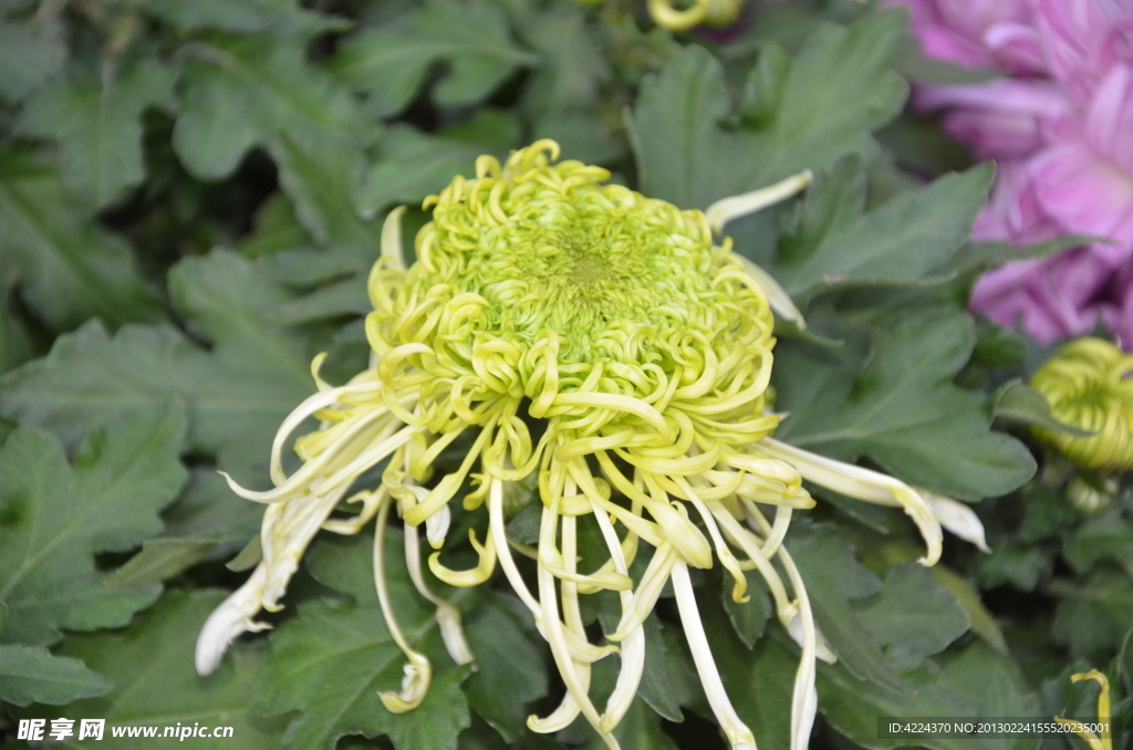 菊花