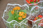 蒲包花