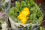 花毛茛