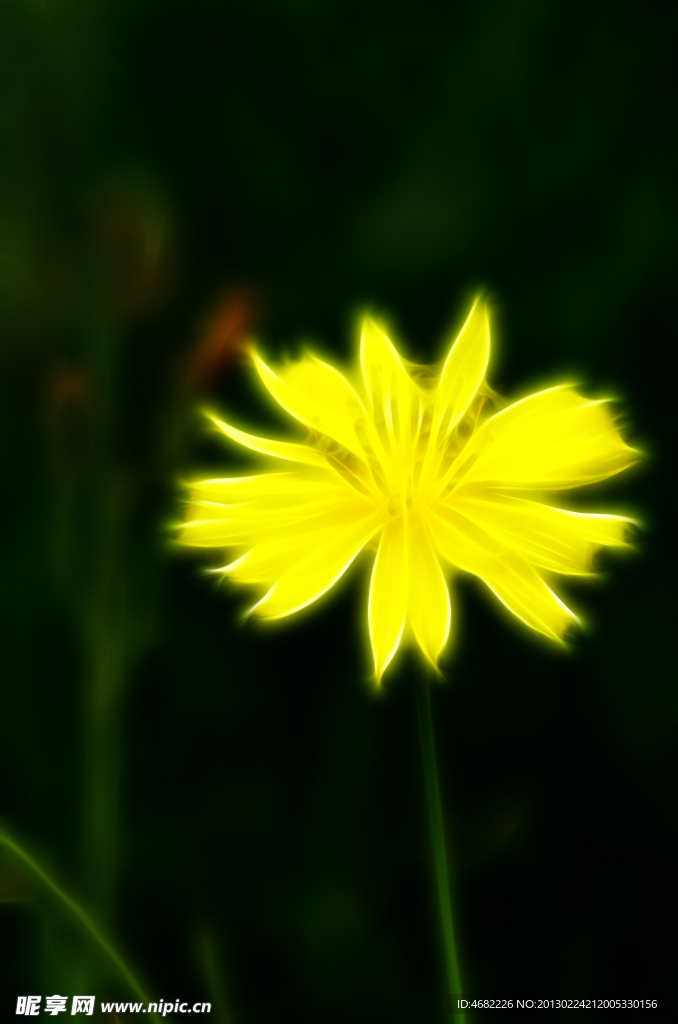 梦幻黄色花朵
