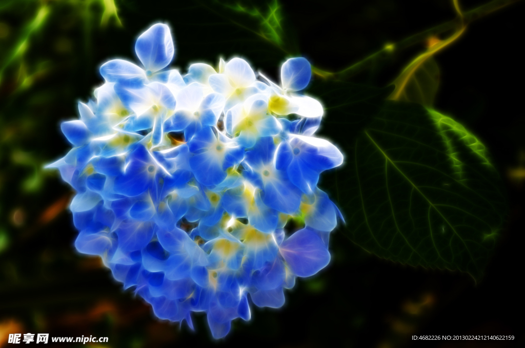 梦幻蓝色花朵