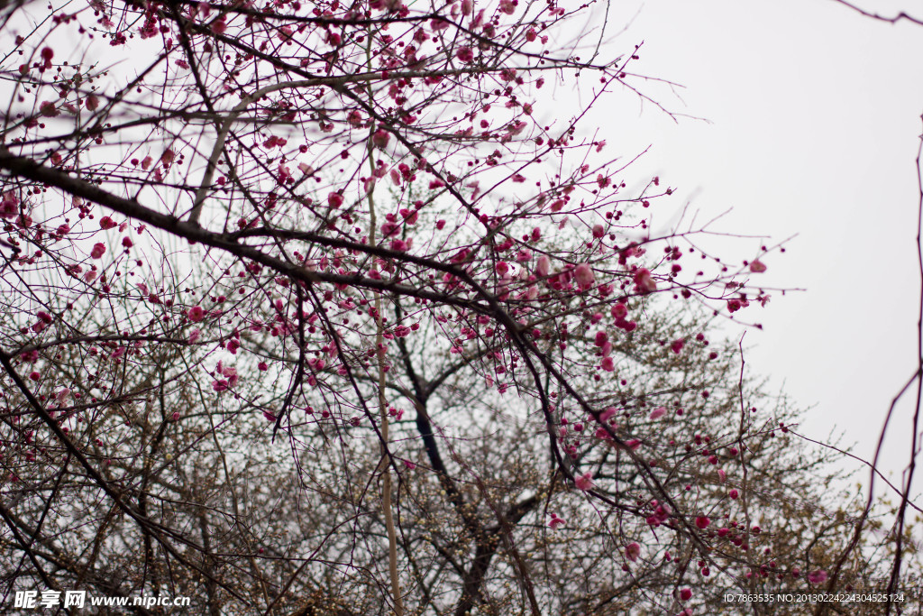红梅花