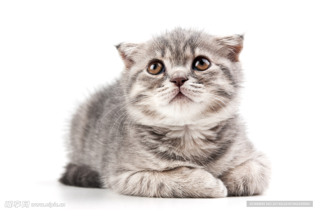 猫咪