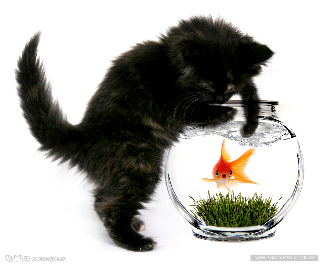 猫咪