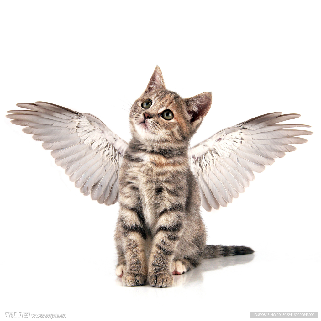 猫咪