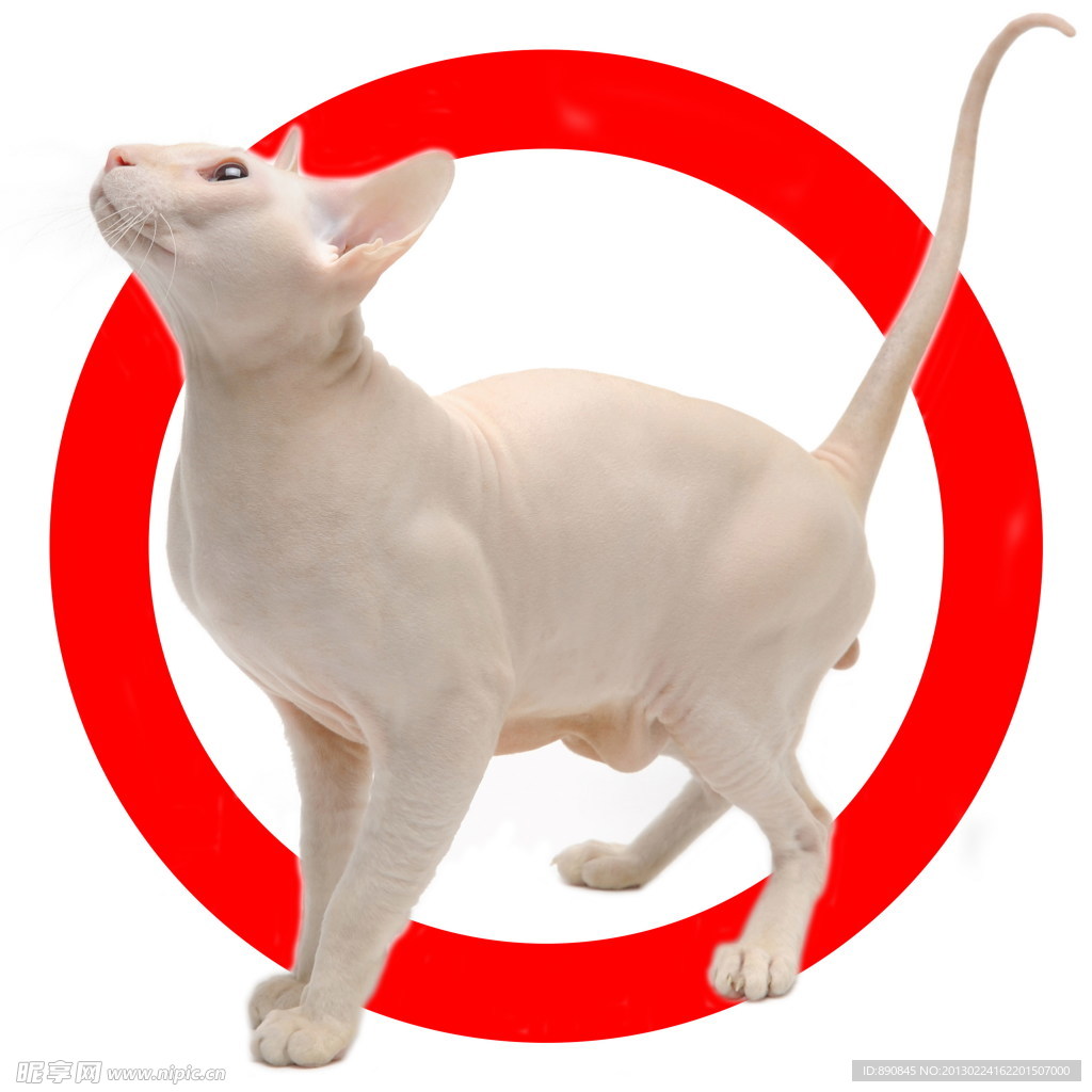 宠物猫