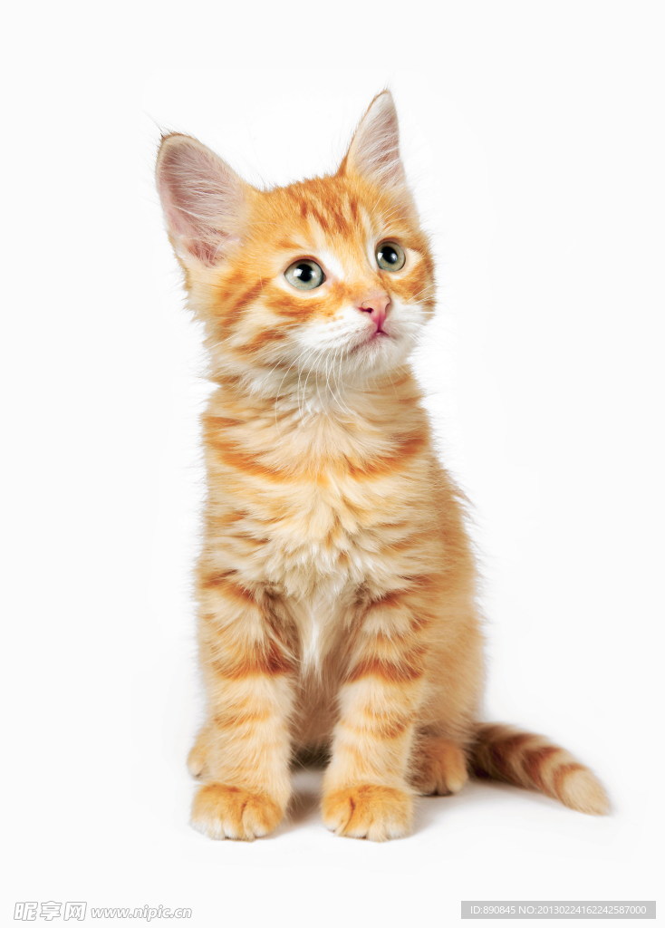 猫咪