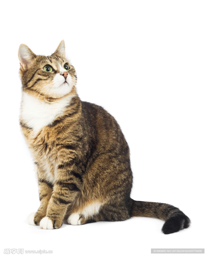 猫咪