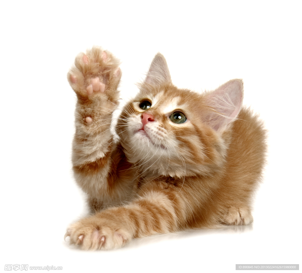 猫咪