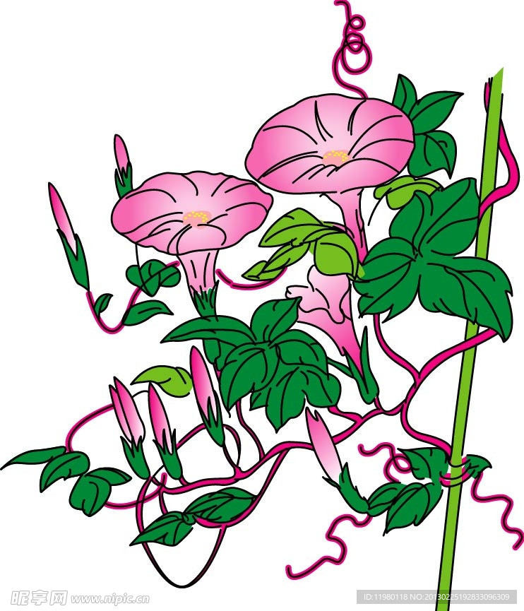 牵牛花