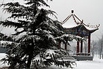 雪松凉亭