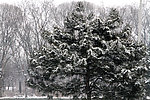 雪中松树