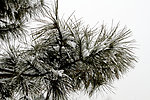 雪后松枝