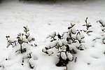 白雪冬青