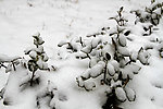 雪下的冬青