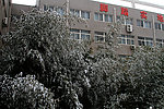 雪竹