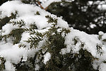 白雪松针