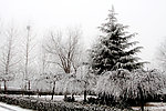 雪松龙爪槐