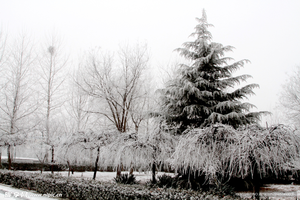 雪松龙爪槐