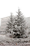 白色雪松