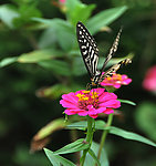 蝶恋花