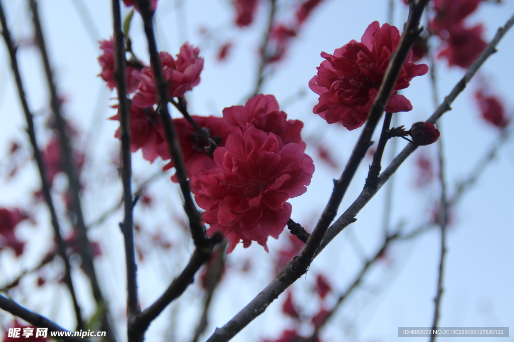 桃花