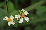 花卉
