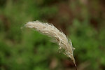 花卉