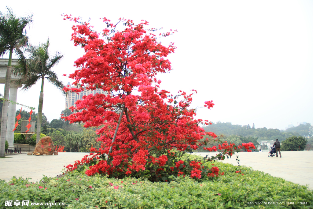 花卉