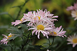 菊花花卉