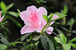 杜鹃花