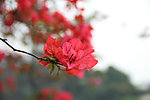 三角梅花卉