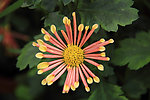 花卉