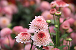 菊花花卉