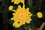 花卉 菊花