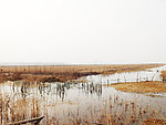 湿地冬季