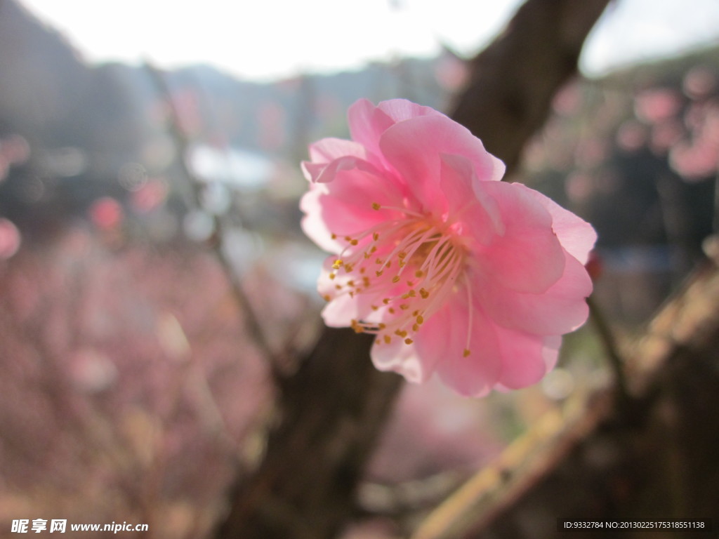 粉色梅花花蕊