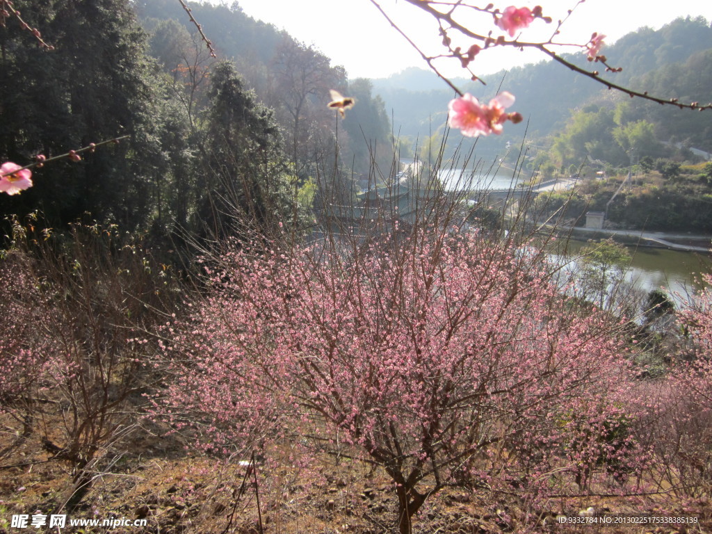 梅花树