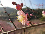 阳光下的梅花花蕊