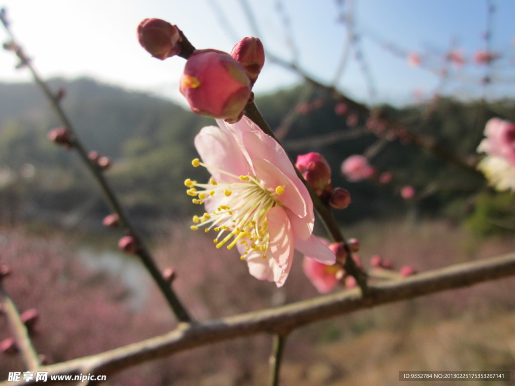 阳光下的梅花花蕊