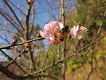 阳光下的梅花和蜜蜂