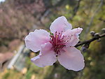 一朵桃花