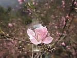 一朵桃花特写