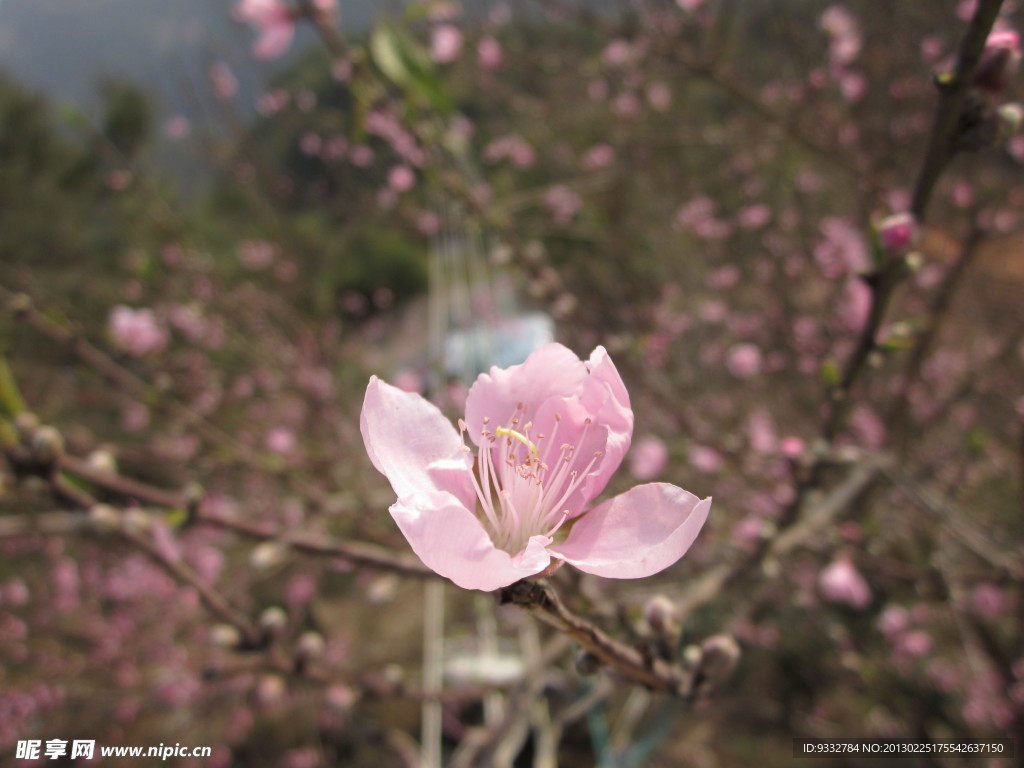 一朵桃花特写