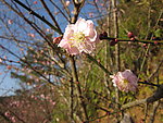 阳光下的梅花