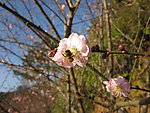 阳光下的梅花和蜜蜂